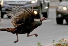 Urban wildlife story