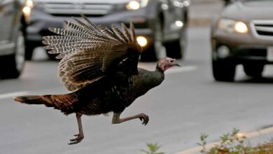 Urban wildlife story